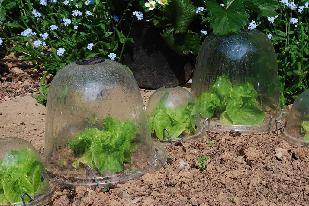 lettuces-growing in-garden-cloches