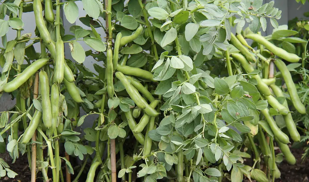 rows-of-broad-beans-ready-to-pick-and-cook