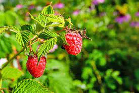5 Best & Easy To Grow Raspberry Canes