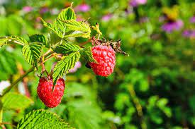 5 Best & Easy To Grow Raspberry Canes