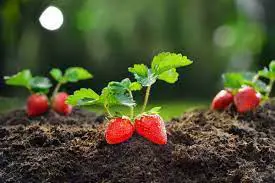 5 Best & Easy To Grow Strawberry Plants