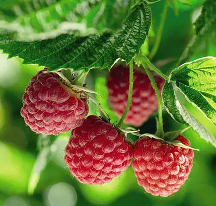 poka-raspberry-plant