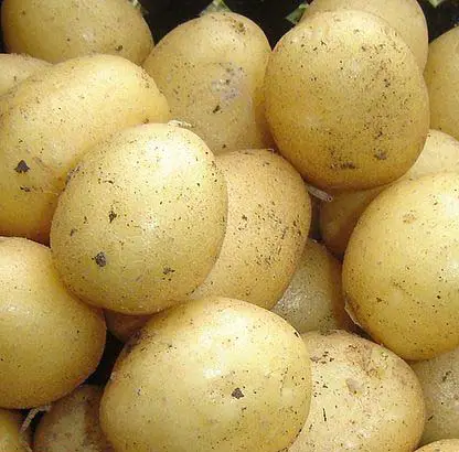 rocket-potatoes