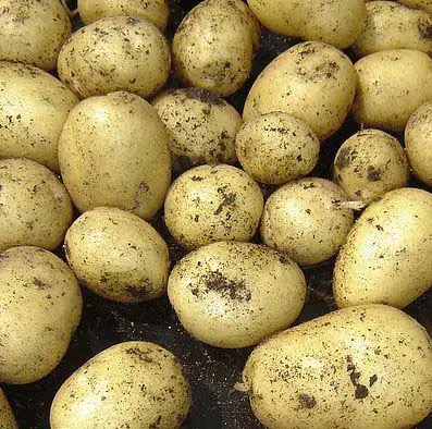 Best First Early Potatoes | Lift June - July | Real Men Sow