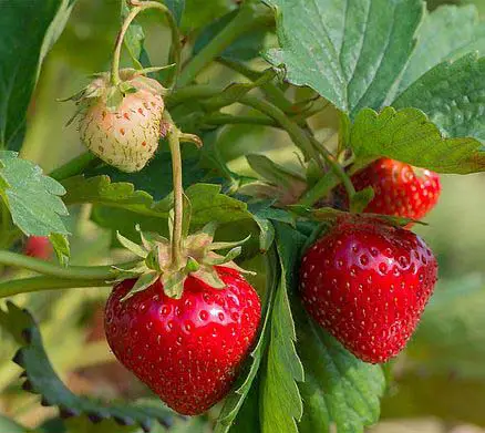 cambridge-favourite-strawberry-variety