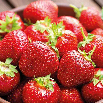 beautiful-Florence-strawberry-variety