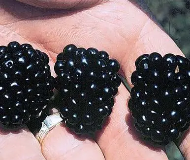 blackberry-variety-apache