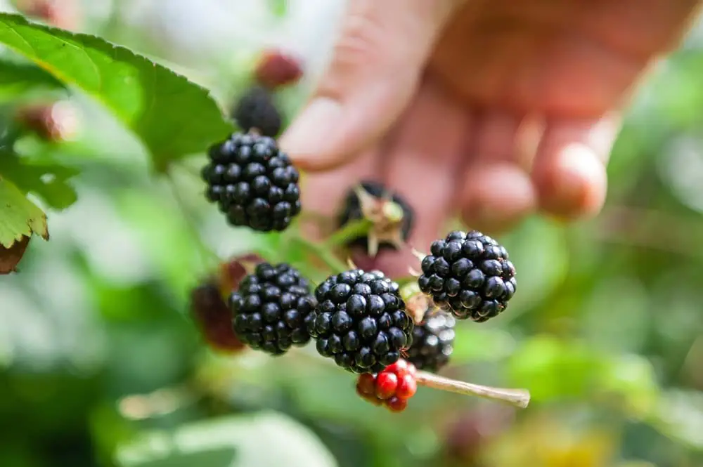 picking-blackberries