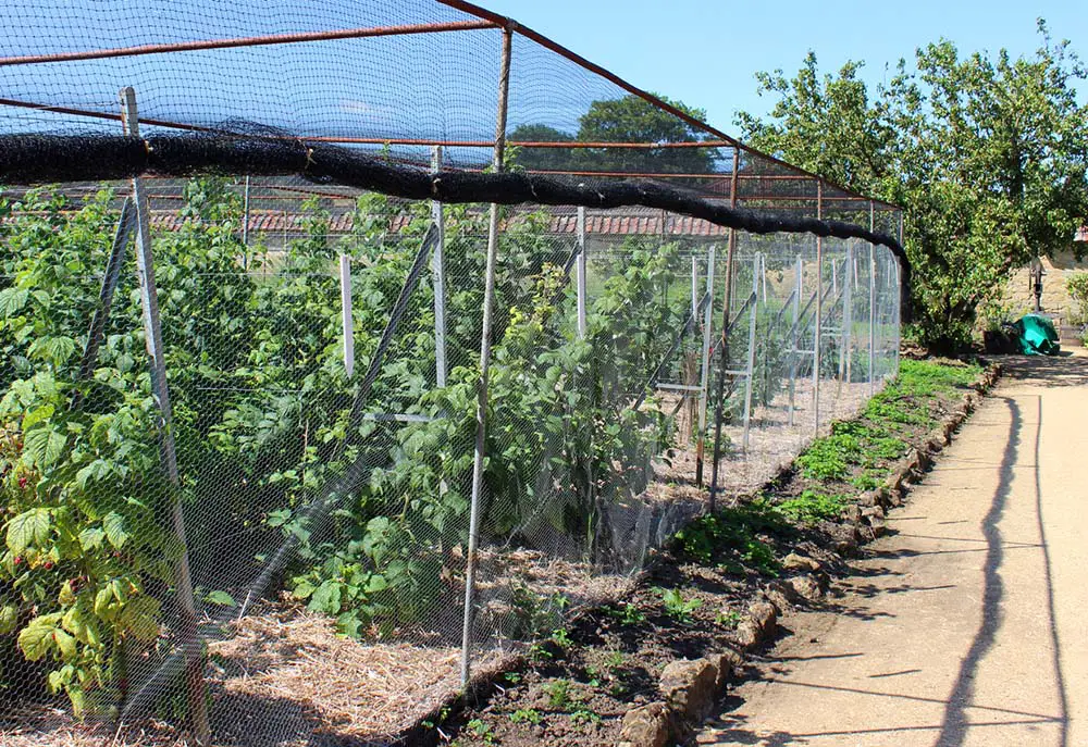 raspberries-under-fruit-cages