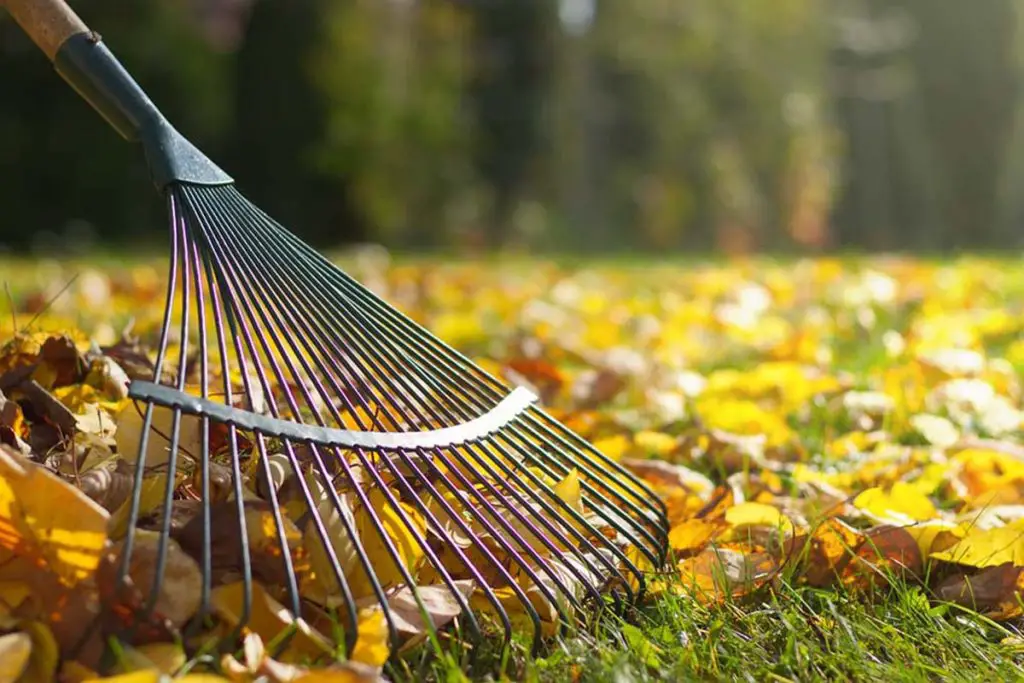 Raking-leaves-with-a-garden-rake