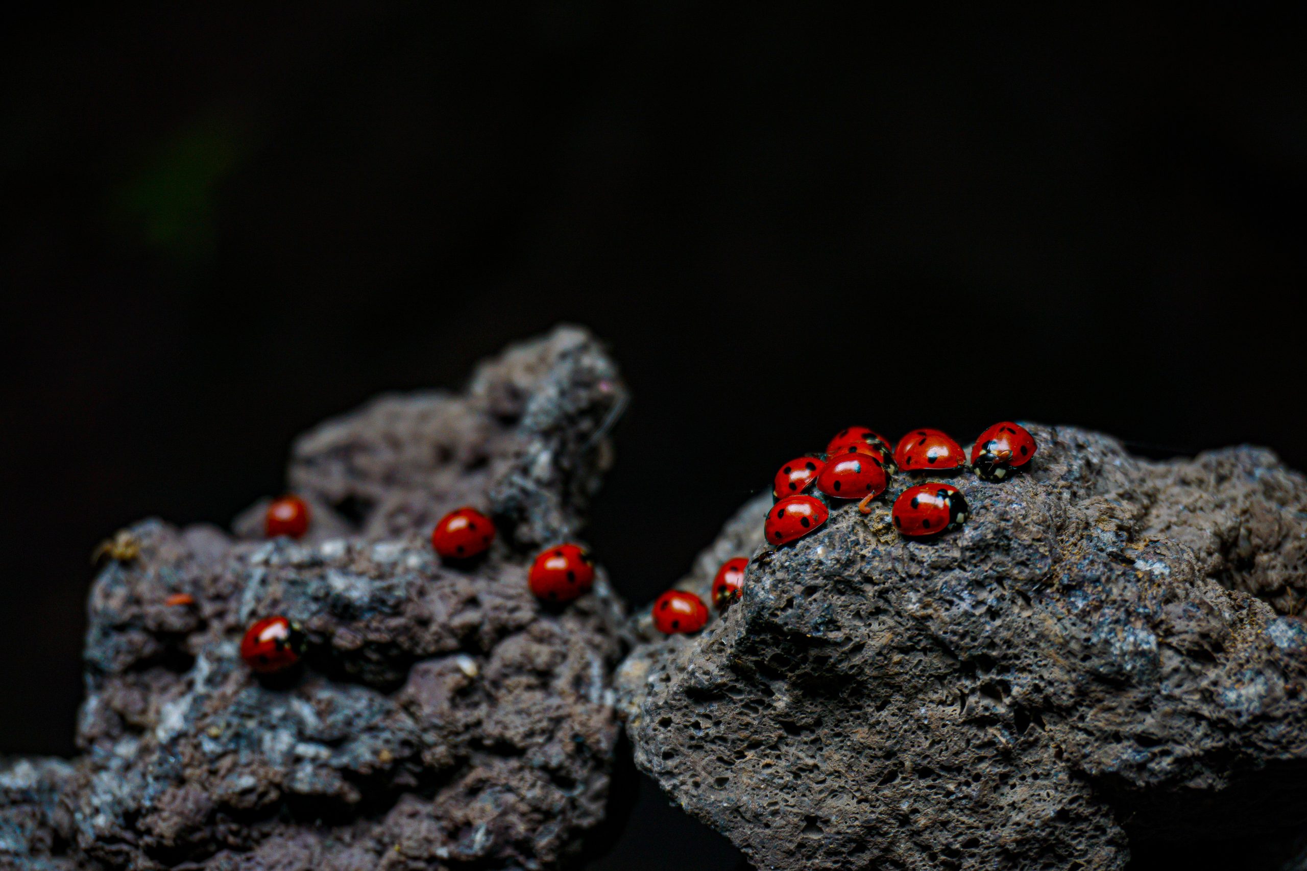 Advantages of Having Ladybirds in the Garden