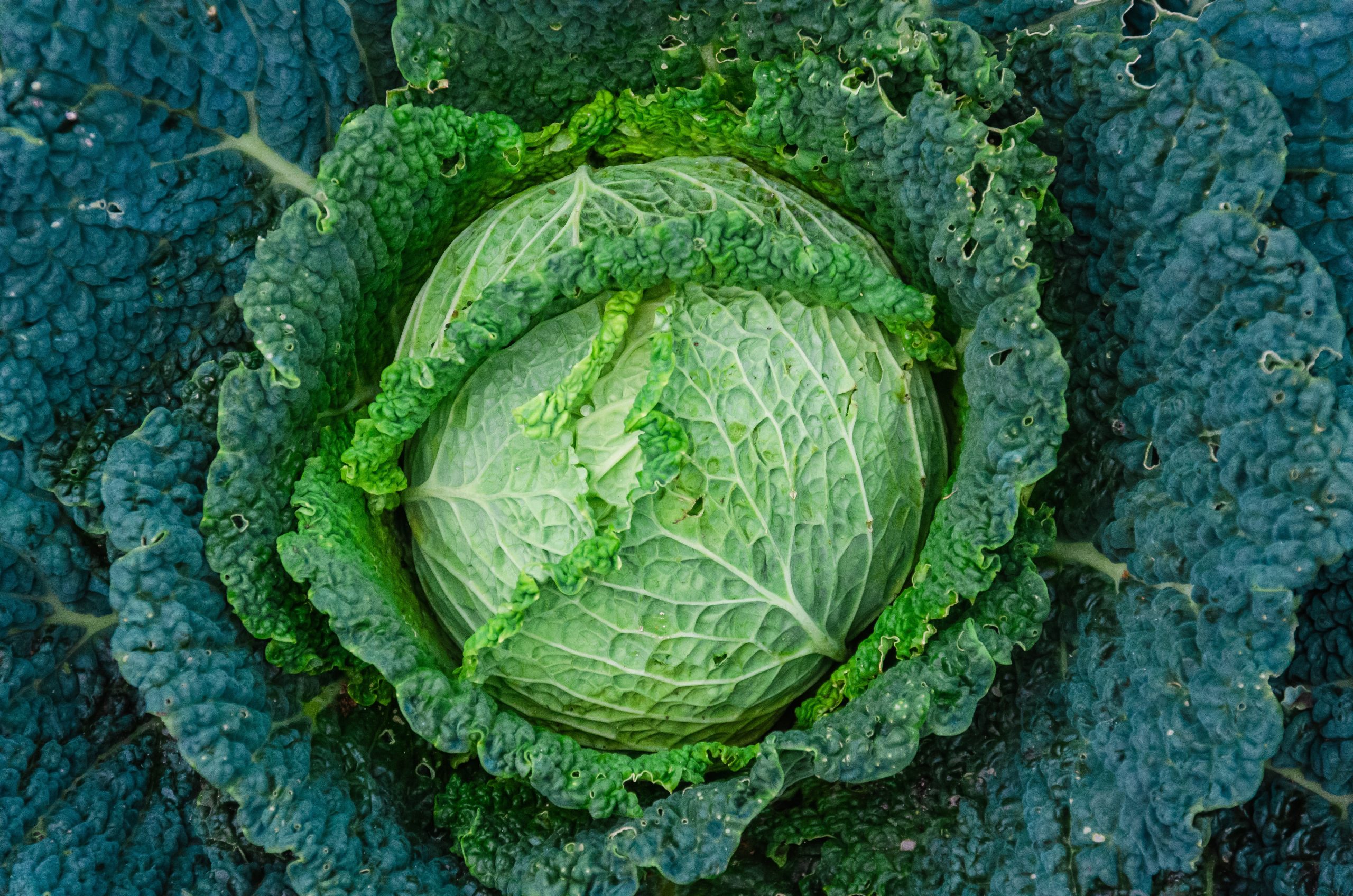 Guide to Getting More Spring Cabbage Harvest