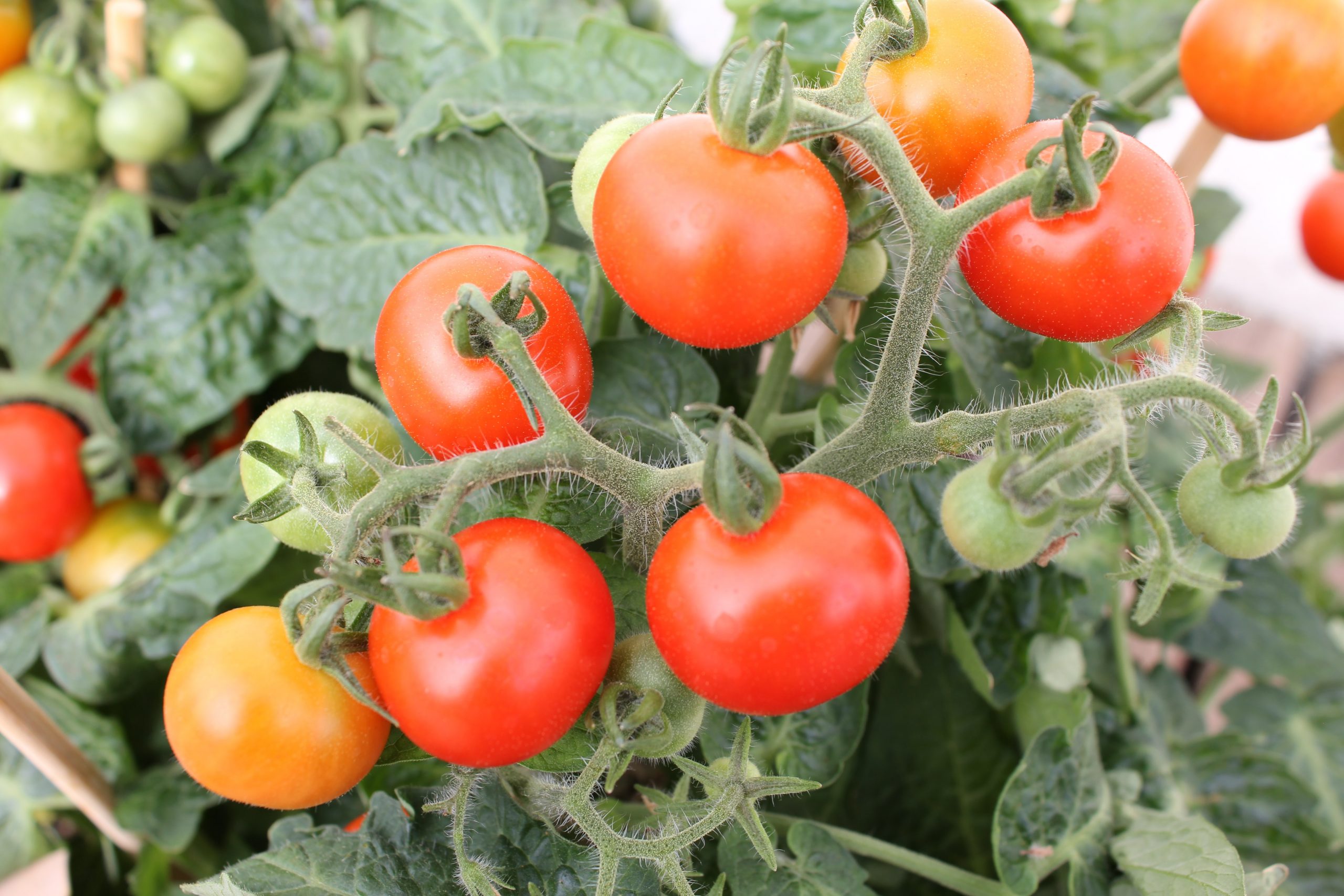 growing cherry tomato plants