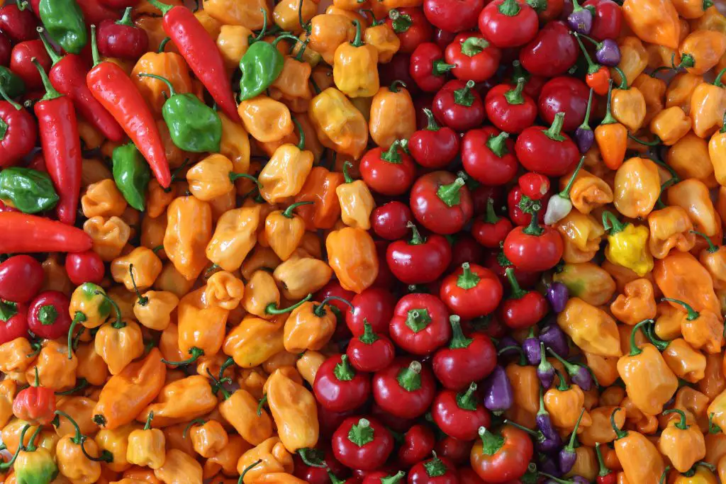 Guide to Growing Your Own Peppers