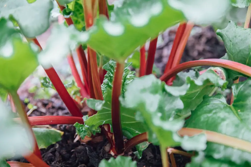 Guide to Growing Your Own Rhubarb