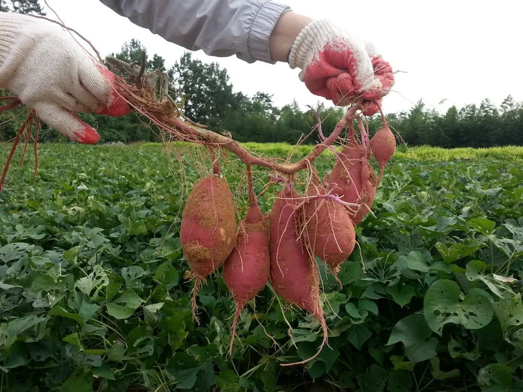 Guide to Growing Your Own Sweet Potatoes From Slips