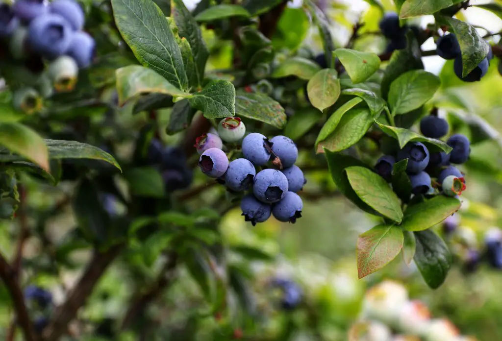 Guide to Growing and Harvesting Your Own Blueberries