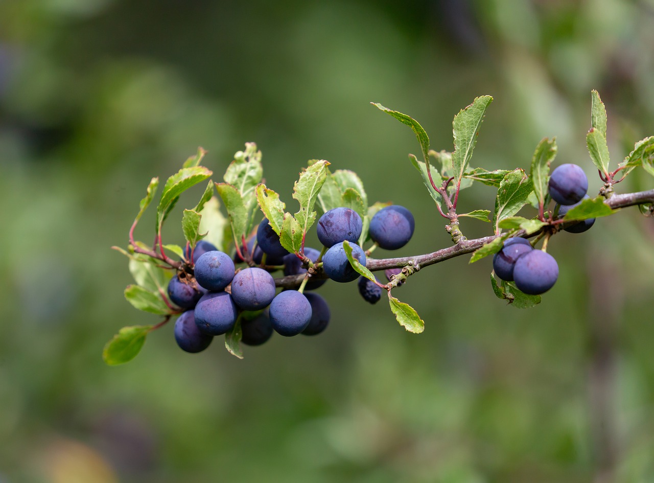 damson fruit hanging on tree