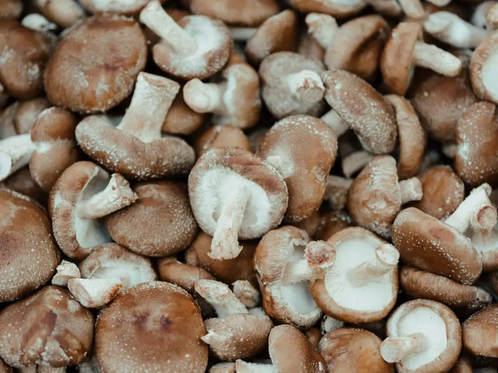 Guide to Using Logs to Grow Shiitake Mushrooms