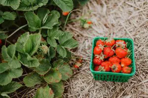 Home-grown strawberries