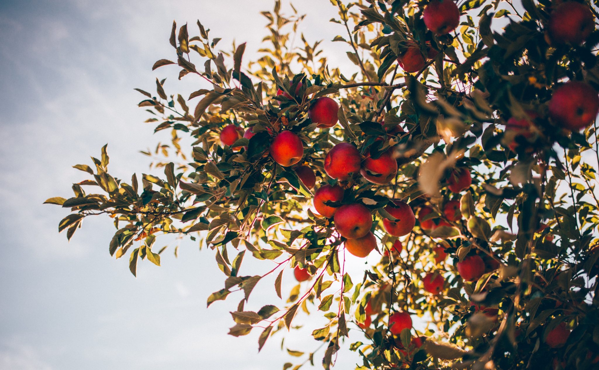 When To Prune Apple Trees Ontario