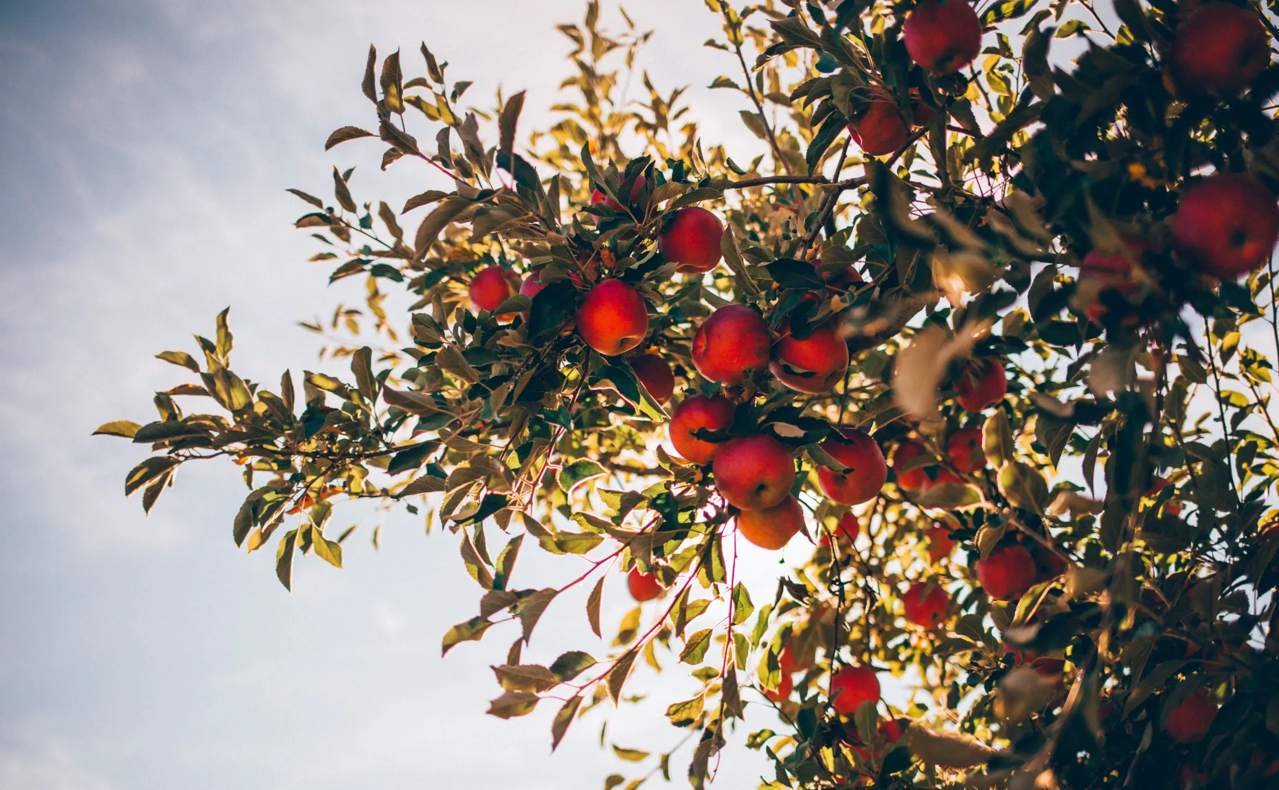 How to Prune Apple Trees