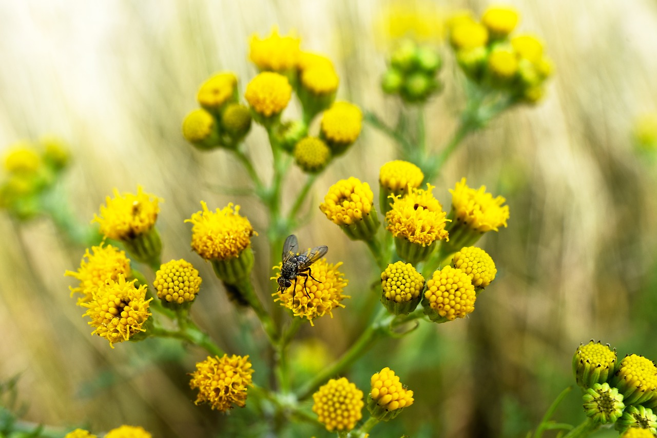 Know Your Common Garden Weeds