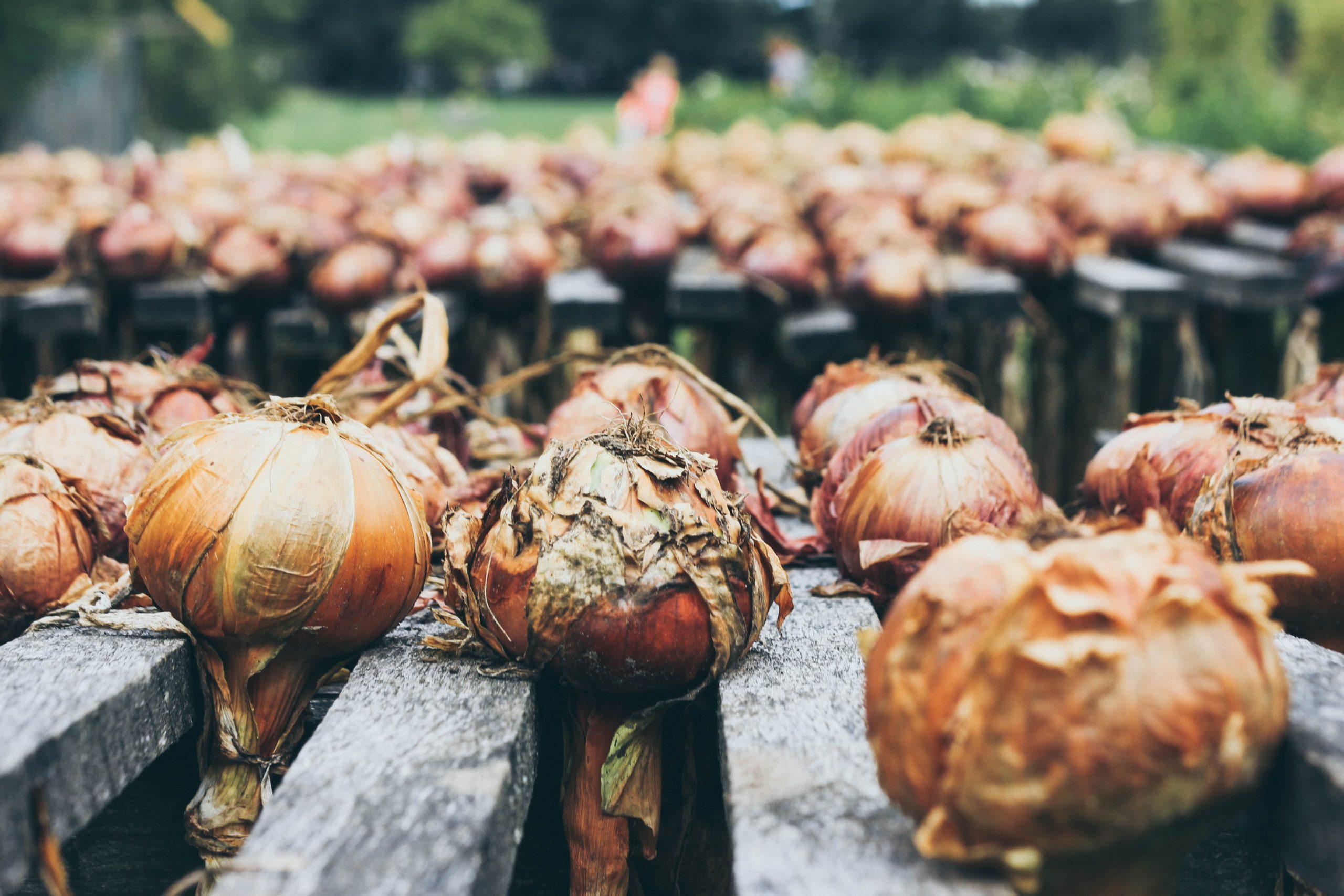 Onions Ready to Store