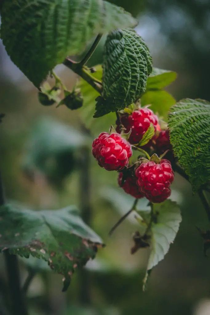 pruned raspberries