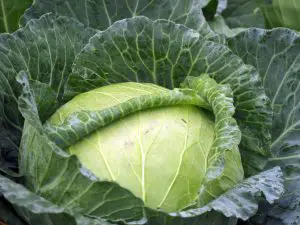 Spring Cabbage