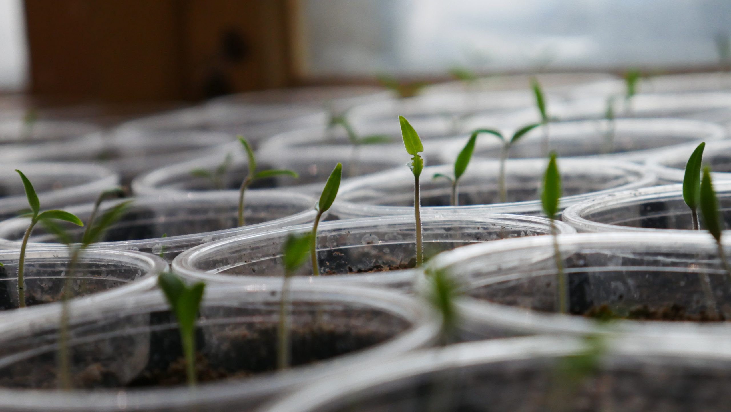 Sprouting Seeds