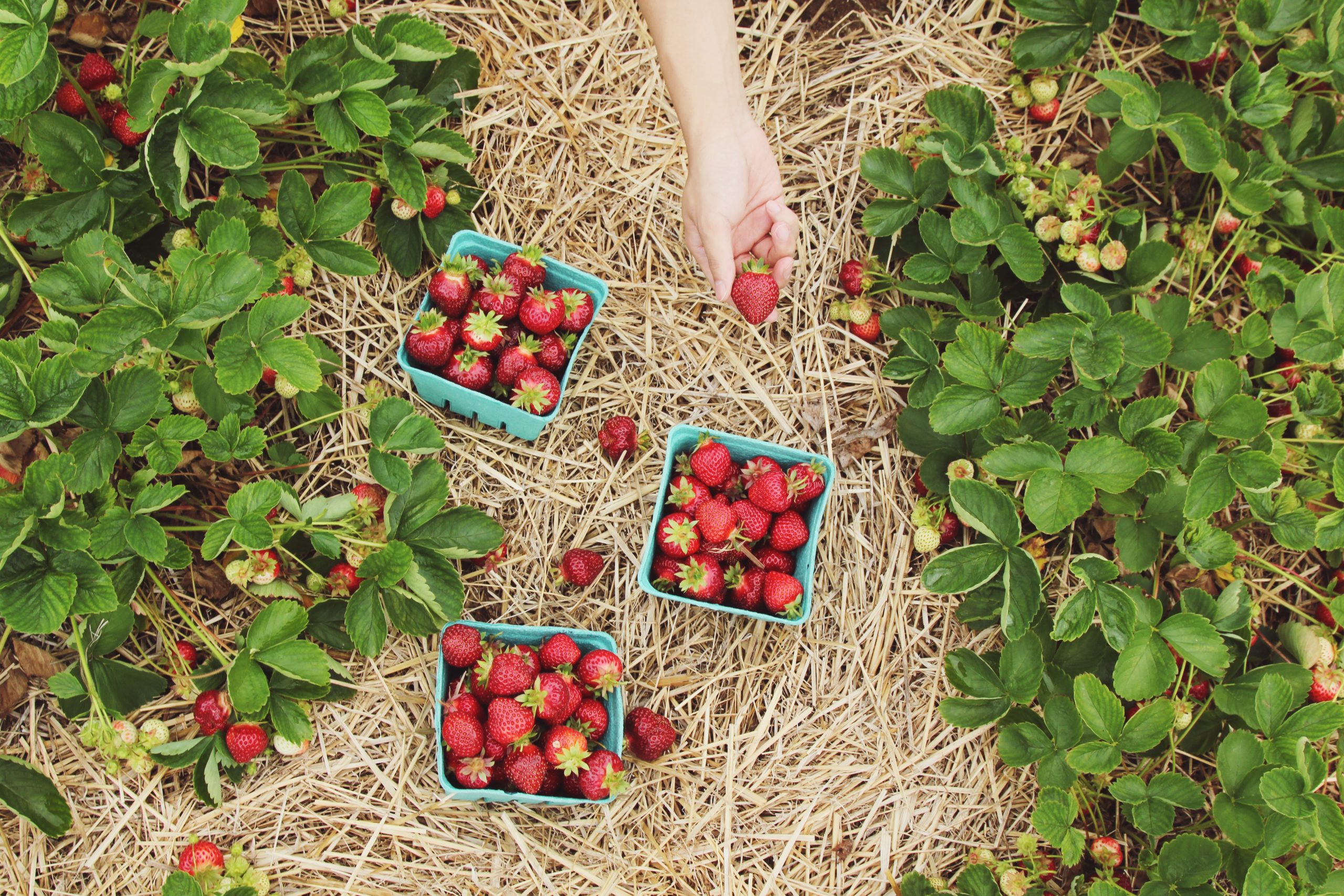 Strawberry Runners