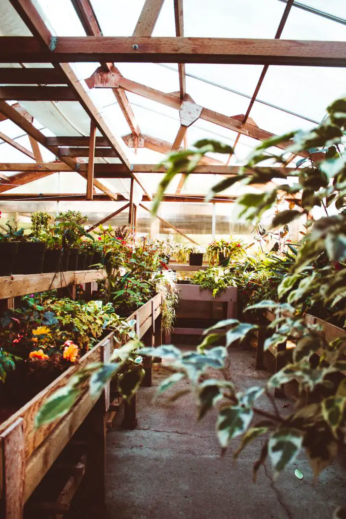 Ways to Keep Your Greenhouse Cool in the Summer