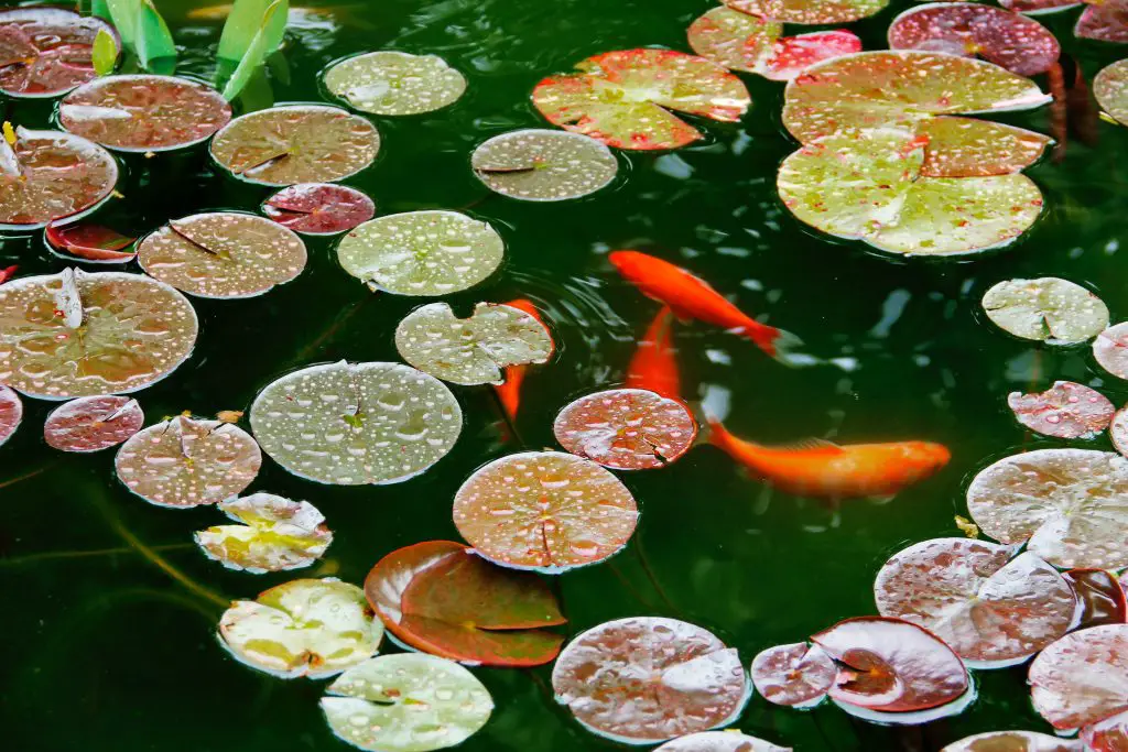 When Should You Consider Heating Up Your Outdoor Fish Pond