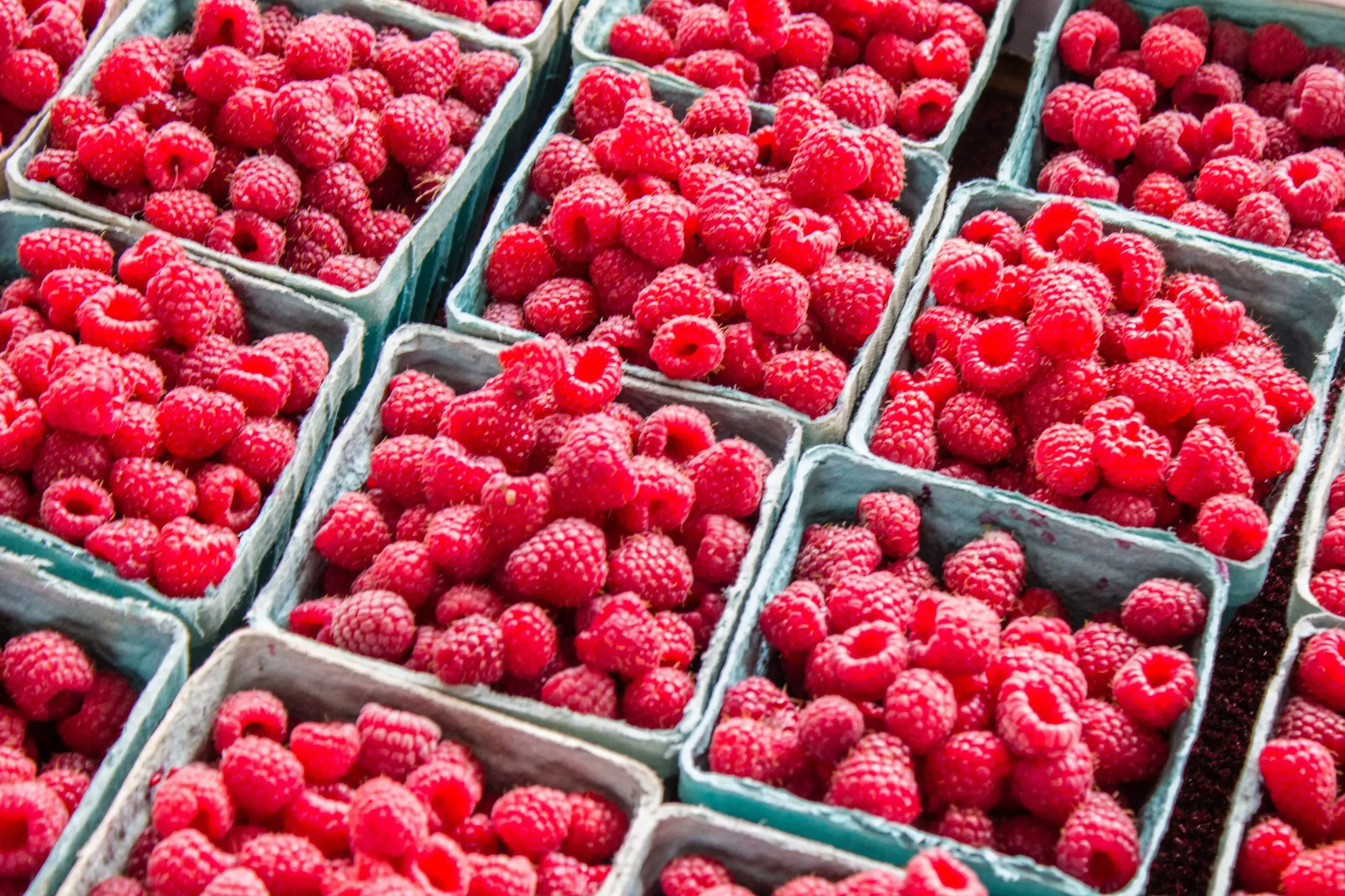 Why You Should Grow Raspberries
