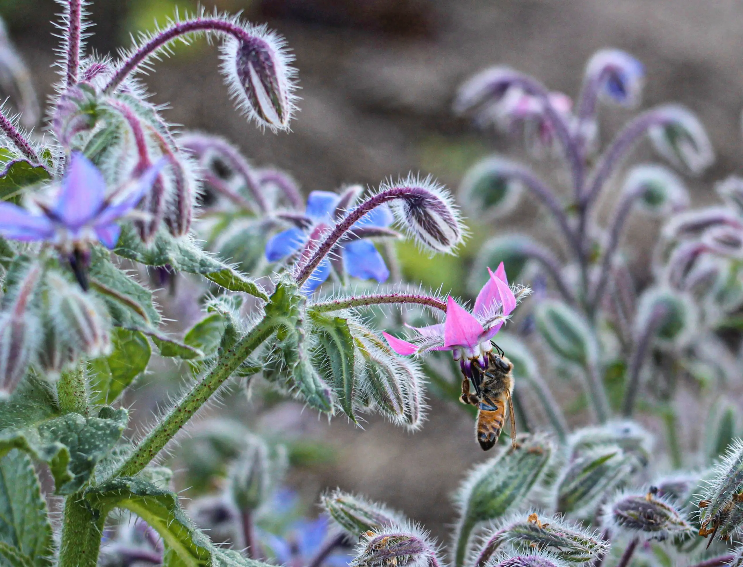 Why You Should Plant The Borage