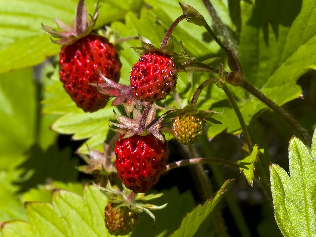 Why You Should Start Growing Alpine Strawberries