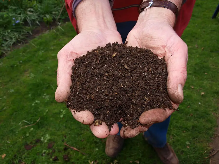 compost in hands