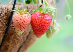 hanging baskets strawberries