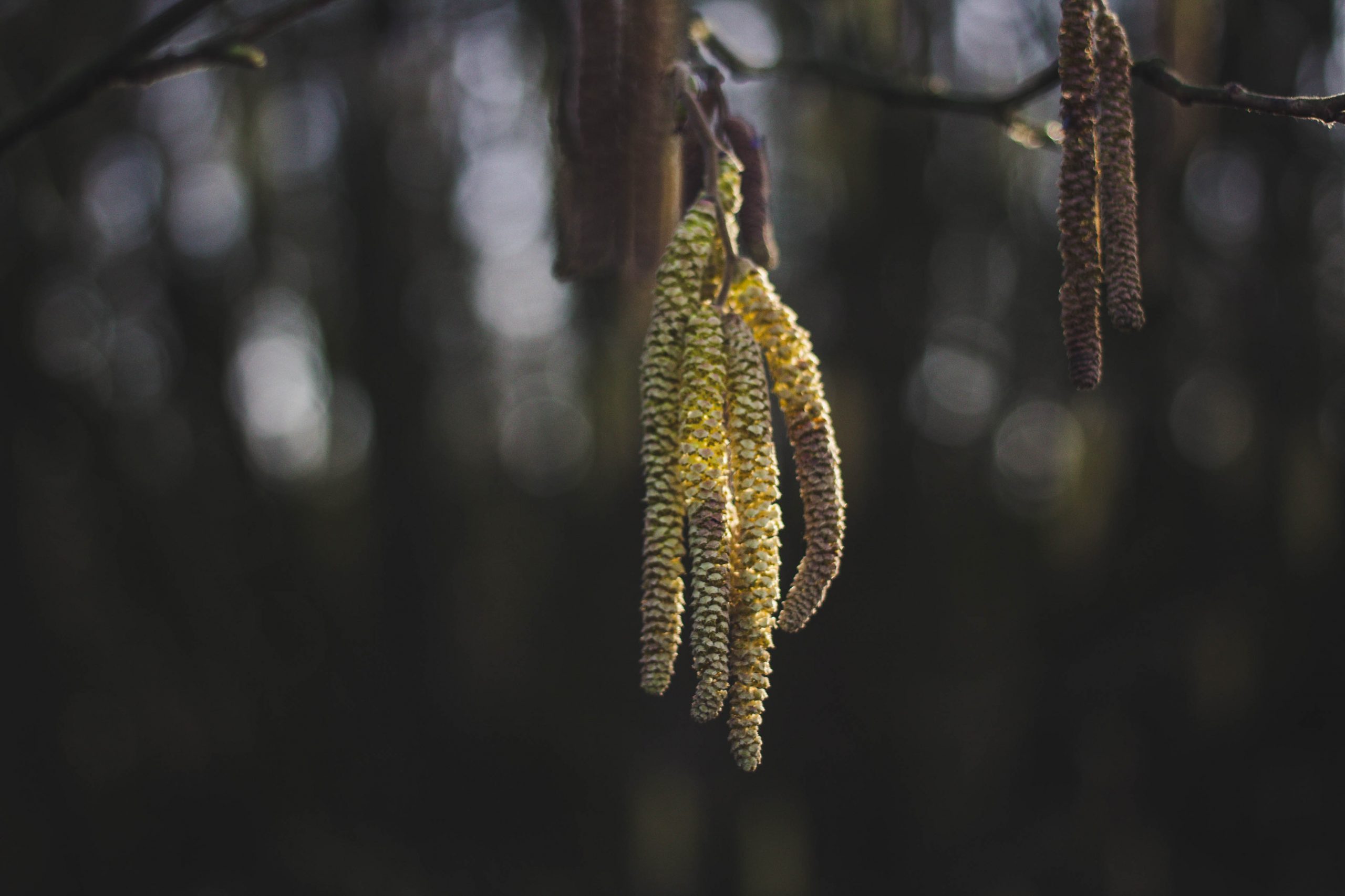 hazelnut tree