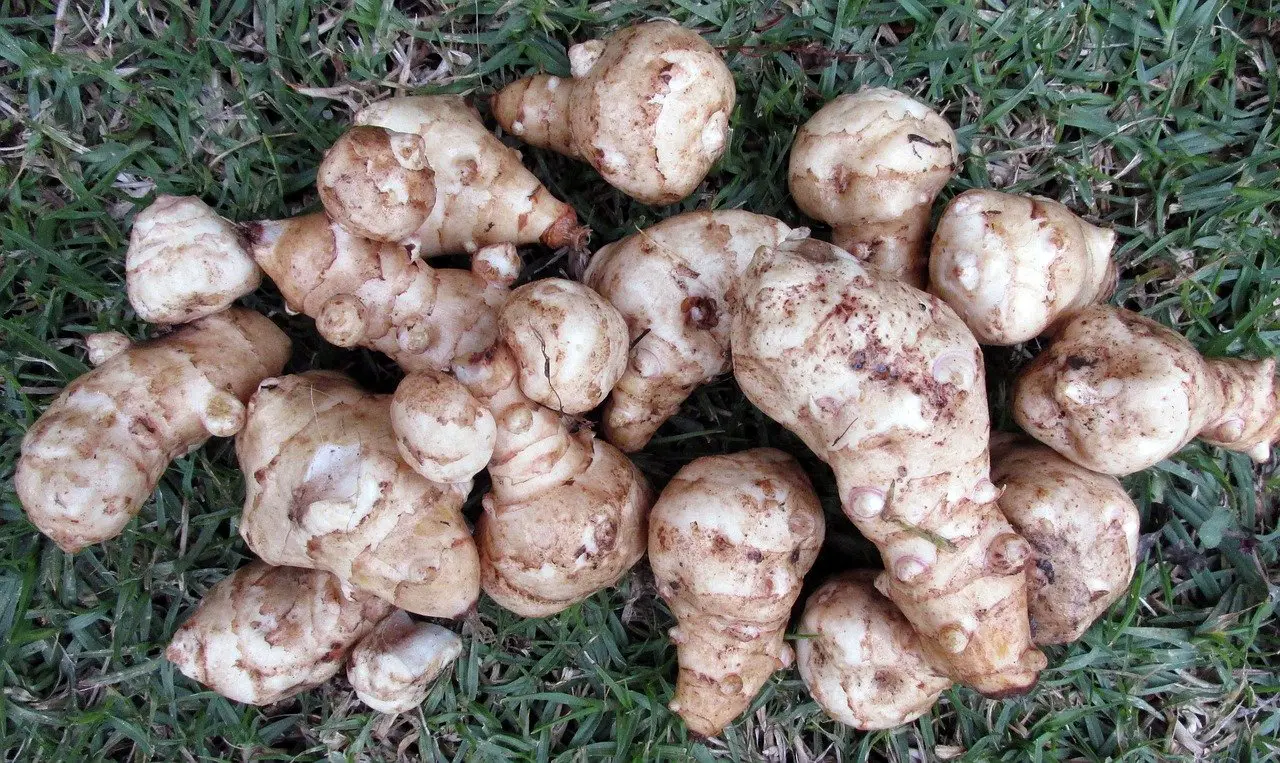 growing jerusalem artichokes