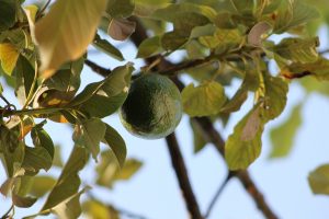 Avocado Tree