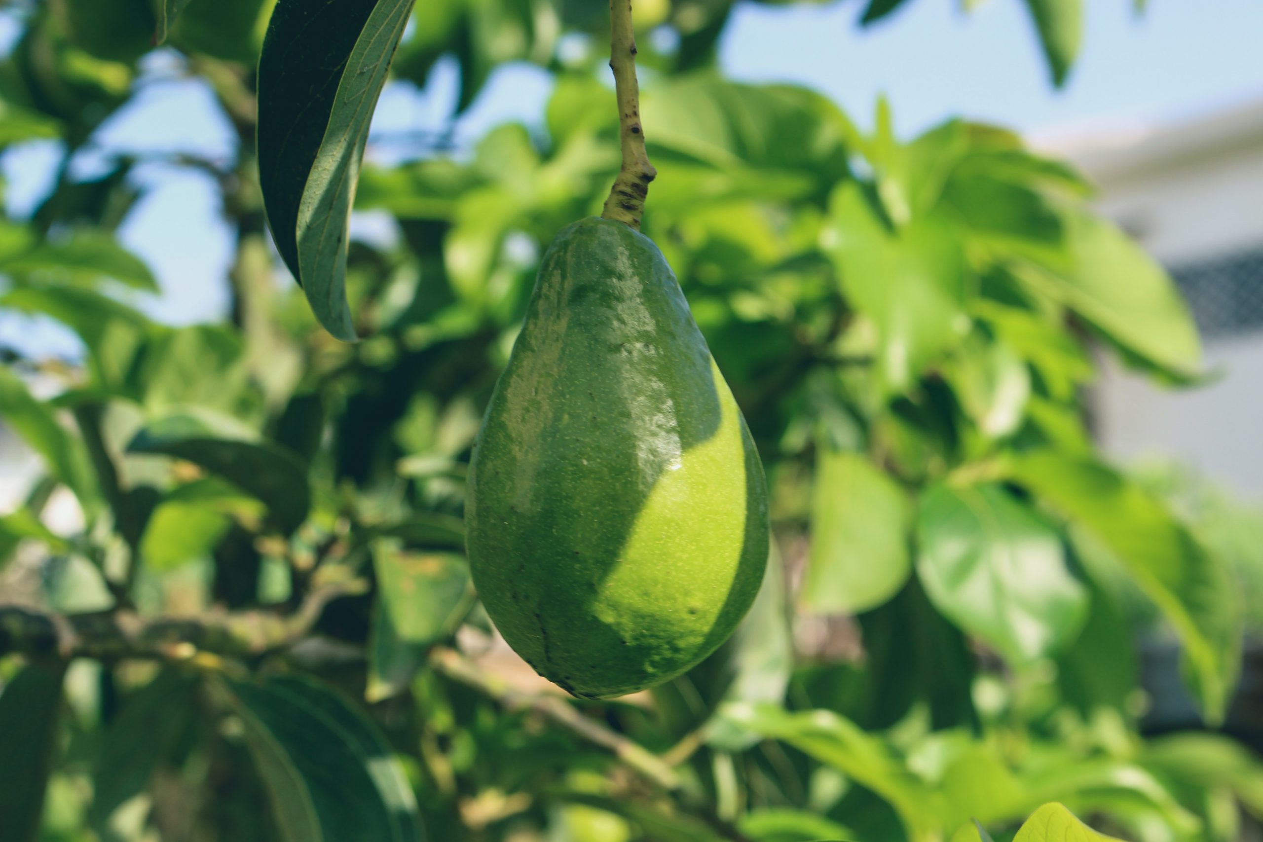 grown avocado