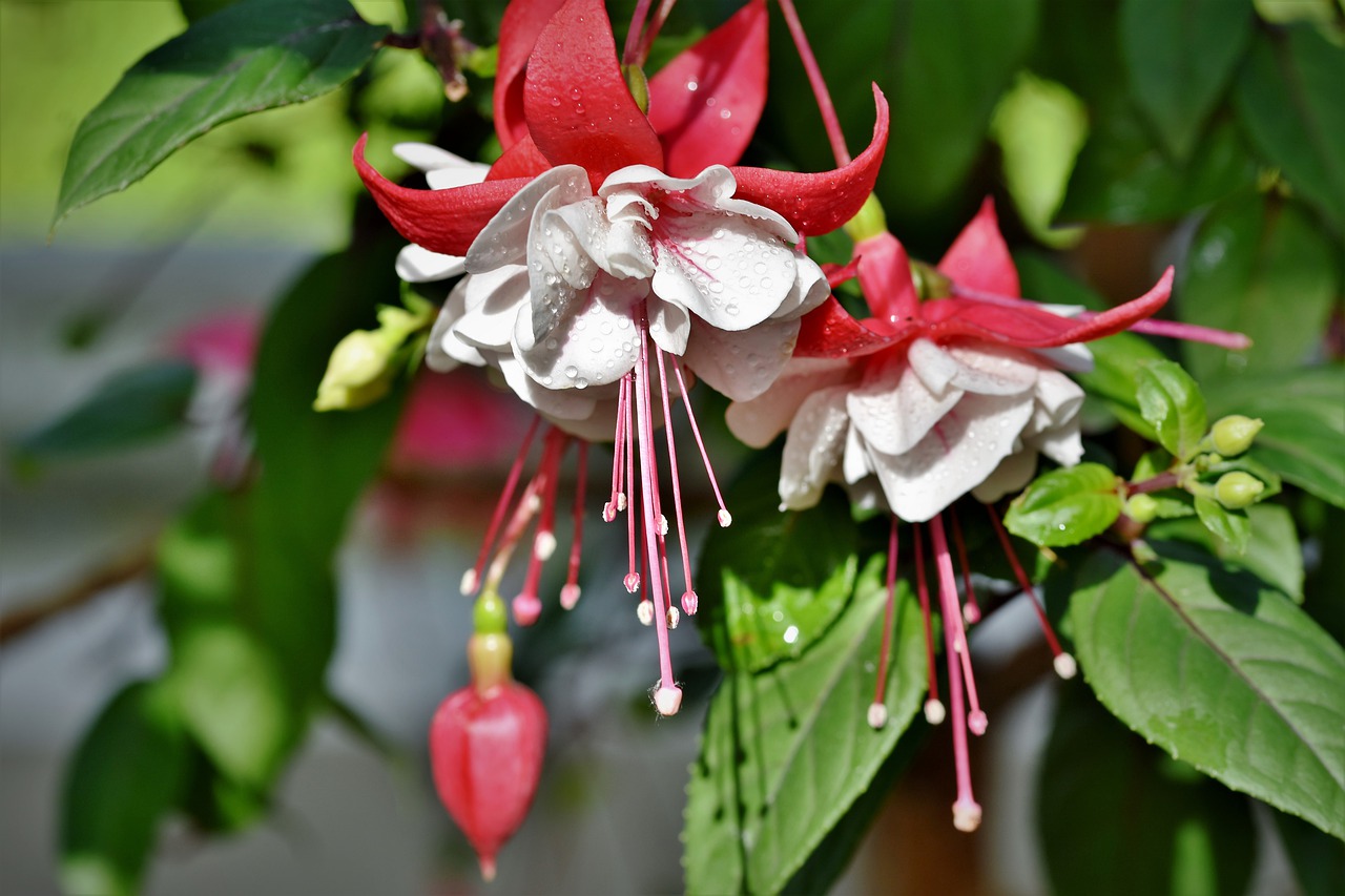 Growing Fuchsia plants