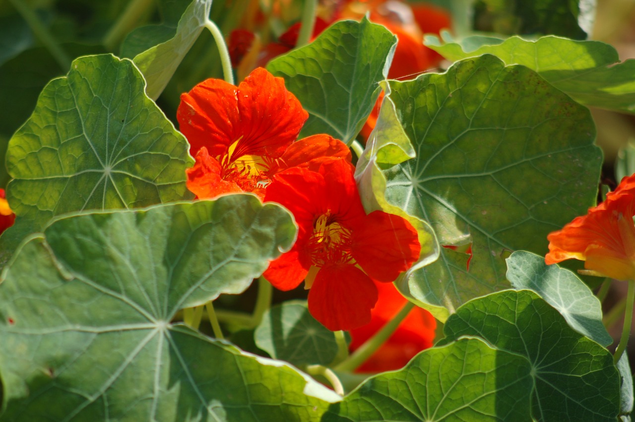 Guide to Growing Nasturtium