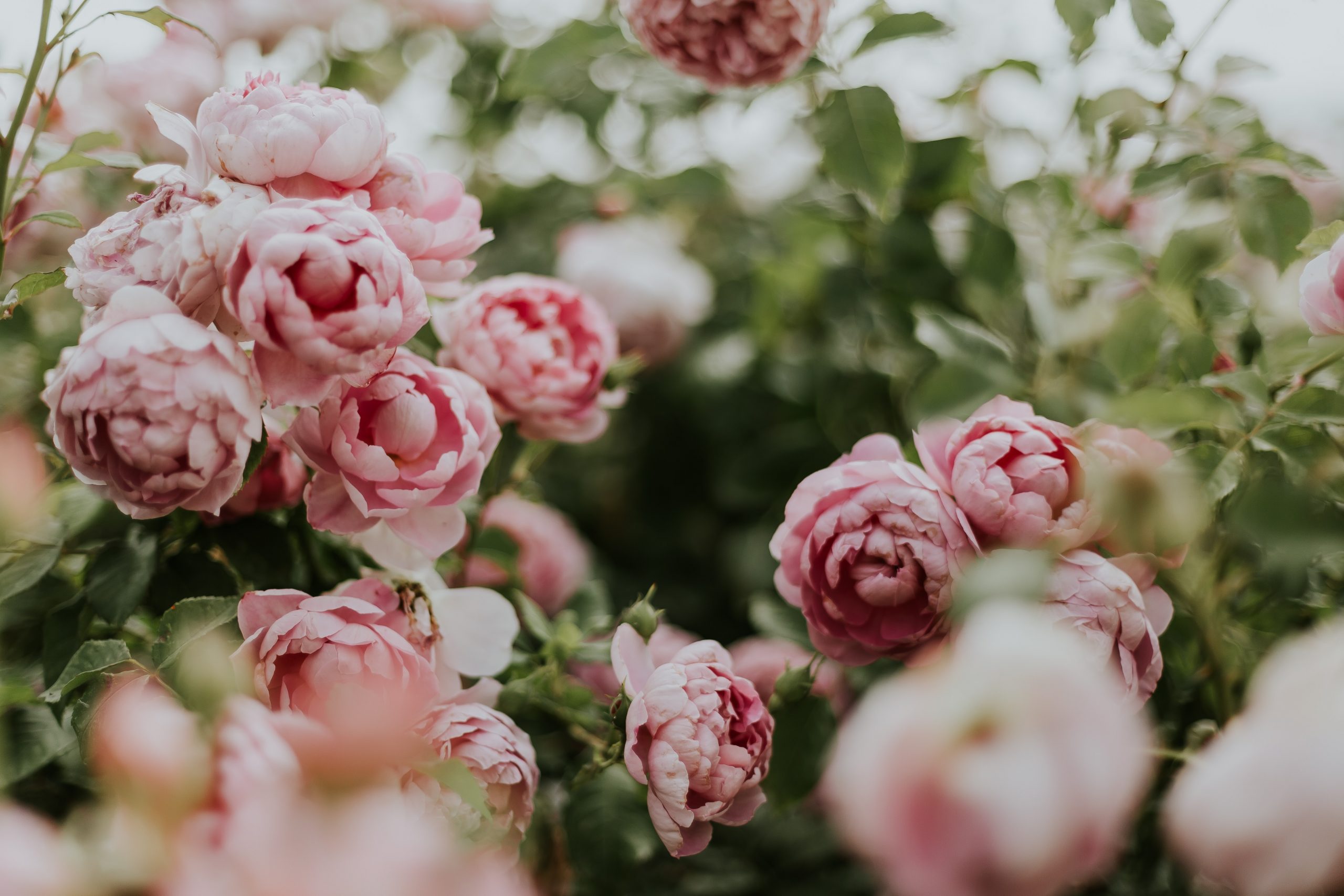 deadheading peonies