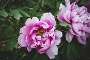 Peonies