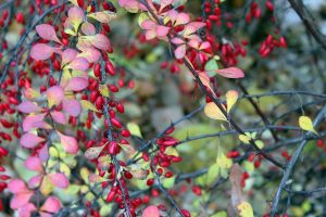 Berberis