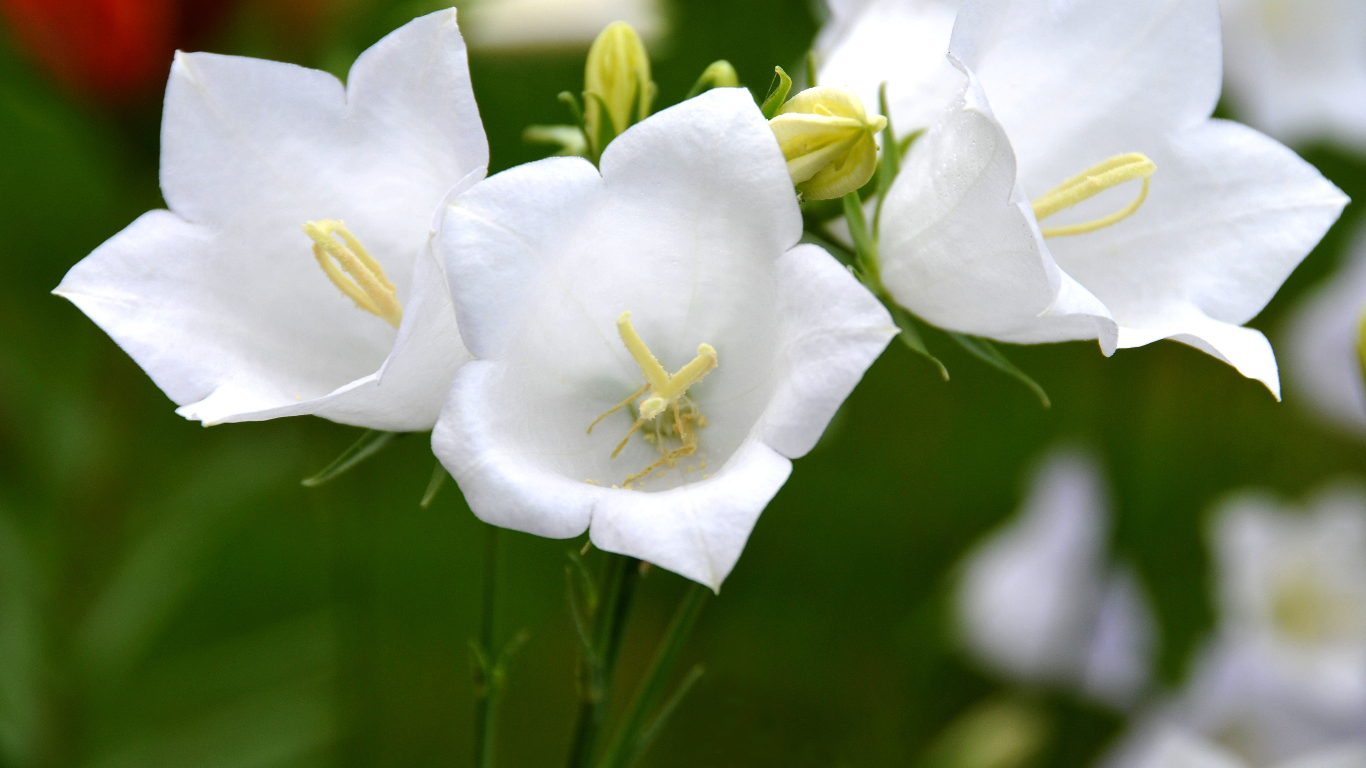 Best Ground Cover Plants