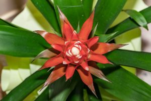 Bromeliad